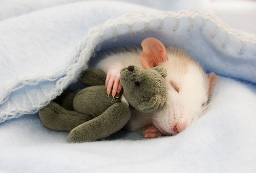 Rats-with-Teddy-Bears-1.jpg