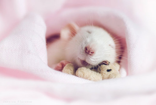 Rats-with-Teddy-Bears-10.jpg