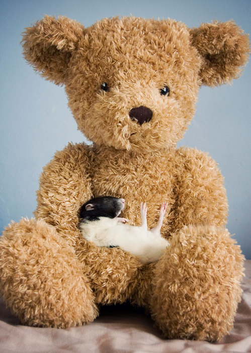 Rats-with-Teddy-Bears-11.jpg