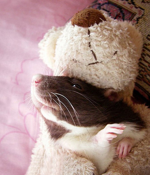 Rats-with-Teddy-Bears-12.jpg
