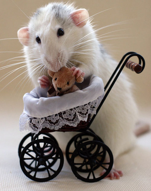 Rats-with-Teddy-Bears-13.jpg