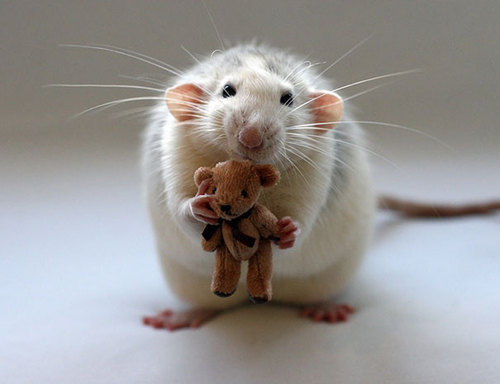 Rats-with-Teddy-Bears-14.jpg