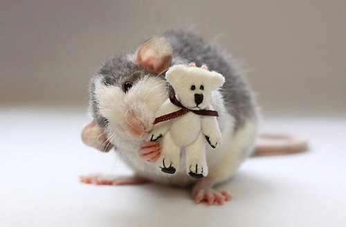 Rats-with-Teddy-Bears-16.jpg