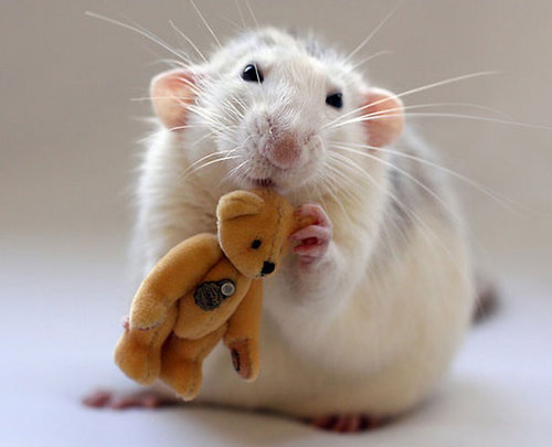 Rats-with-Teddy-Bears-17.jpg