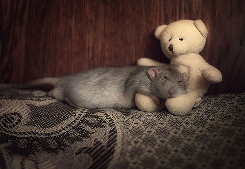 Rats-with-Teddy-Bears-18.jpg