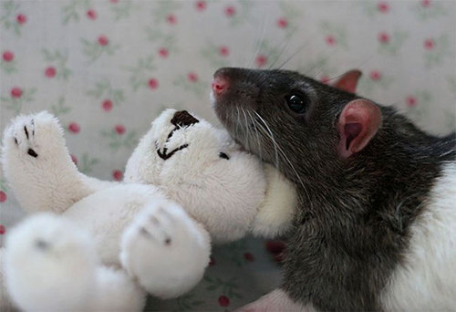 Rats-with-Teddy-Bears-19.jpg