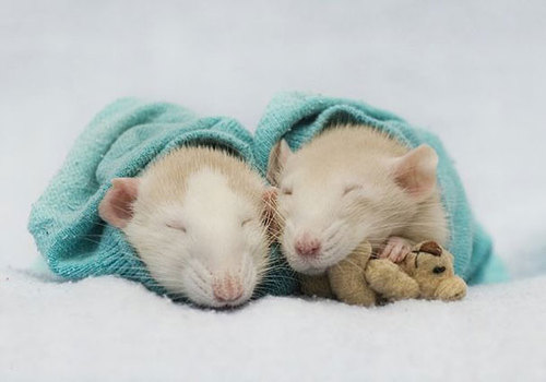 Rats-with-Teddy-Bears-2.jpg