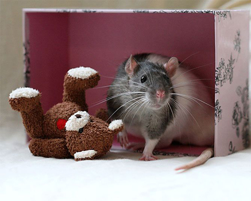 Rats-with-Teddy-Bears-21.jpg