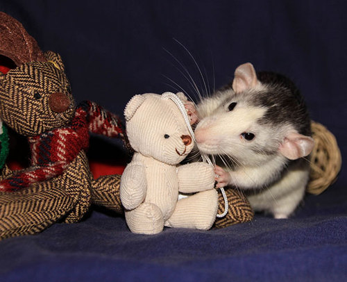 Rats-with-Teddy-Bears-22.jpg