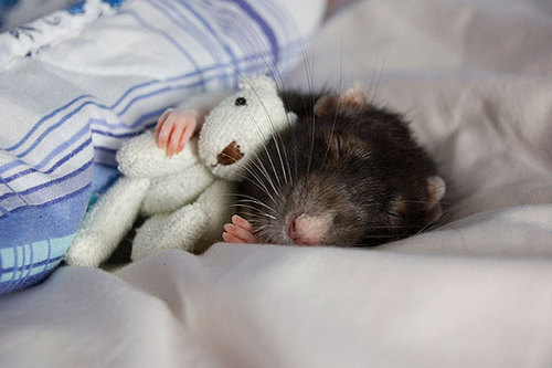 Rats-with-Teddy-Bears-3.jpg