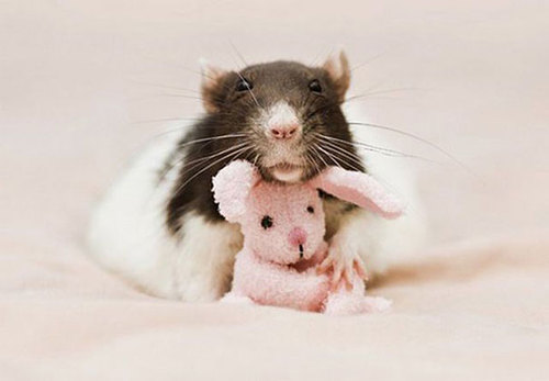 Rats-with-Teddy-Bears-4.jpg