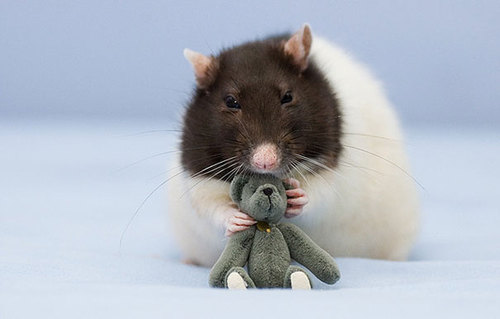 Rats-with-Teddy-Bears-6.jpg
