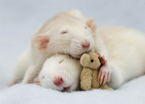 Rats-with-Teddy-Bears-8.jpg
