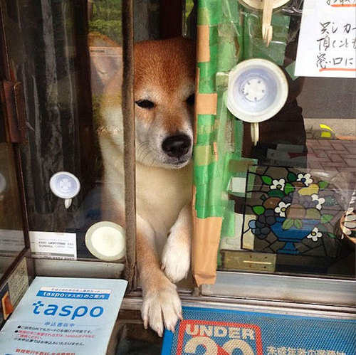 dog-opens-counter-window-shiba-inu-doge-7.jpg