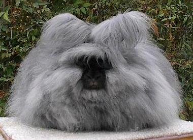 OMG, how cute: Fluffy bunny - OMG.BLOG