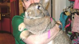 giant-rabbit-rescue.jpg