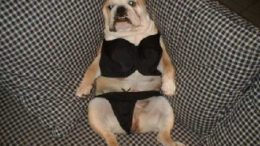 bulldog-bikini-thumb.jpg