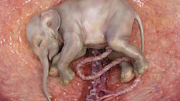 foetus-elephant02.jpg