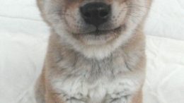 shiba-inu-puppy.jpg