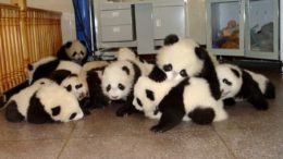 baby-panda-pile.jpg