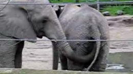 elephant-eats-poop.jpg