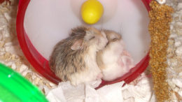 spooning-hamsters-thumb.jpg