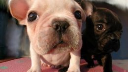 french-bulldog-puppies-thumb.jpg