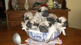 bowl-of-pugs-thumb.jpg