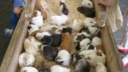 many-guinea-pigs-thumb.jpg