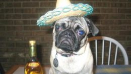 pug-sombrero-thumb.jpg