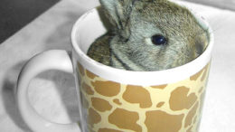 bunny-mug-thumb.jpg