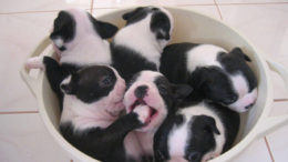 bowl-of-puppies-thumb.jpg