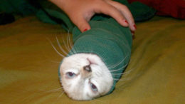 cat-in-a-sock-thumb.jpg
