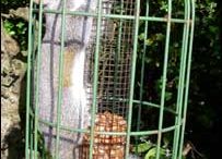 fat-squirrel-cage.jpg