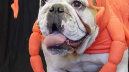 lobster-bulldog.jpg