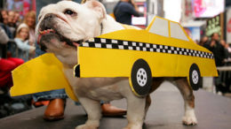 Taxi20dog-thumb.jpg
