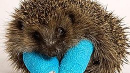 baby-hedgehog-broken-thumb.jpg