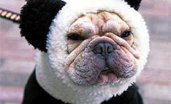 pug-panda.jpg