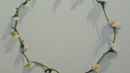 daisychain-thumb.jpg