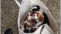 bag-of-puppies-thumb.jpg