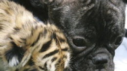 bulldog-tiger.jpg
