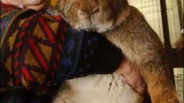 herman-giant-rabbit-01.jpg