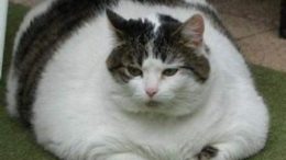 fat_cat_4-thumb.jpg