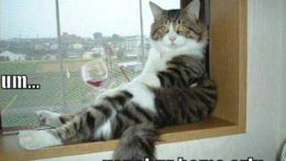 funny-pictures-cat-drinking-wine-thumb.jpg