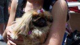 pekingese-princess-02-thumb.jpg