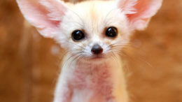baby-fennec-fox-01-thumb.jpg