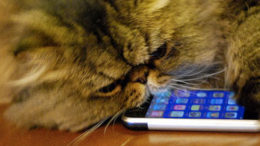 cat-iphone.jpg