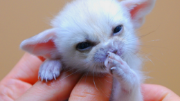 fennecteenybaby-thumb.png