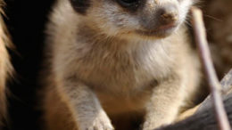 meerkat-babies-01.jpg