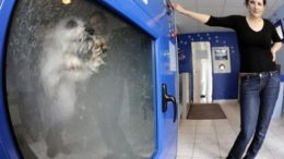 dogwash-thumb.jpg